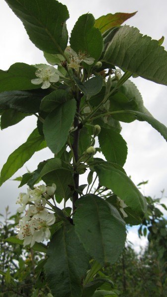 Green leaves and white flowers