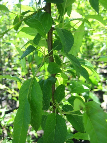 ovate green leaves hanging downward from stem