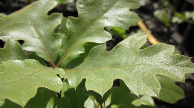lobed oak leaves with a tiny point at the tip of each lobe.