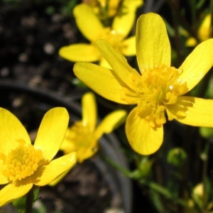 five to six petalled yellow buttercup flowers