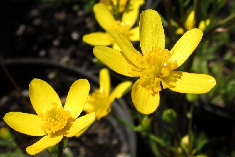 five to six petalled yellow buttercup flowers