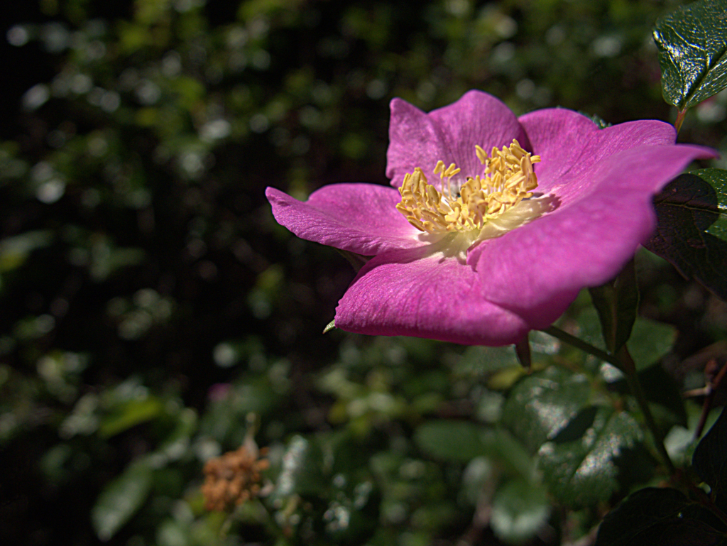 a dark pink 6-petalled open rose flower