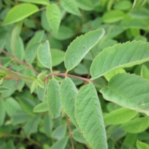 leaf that is pinnately compound with 5-7 toothed leaflets.