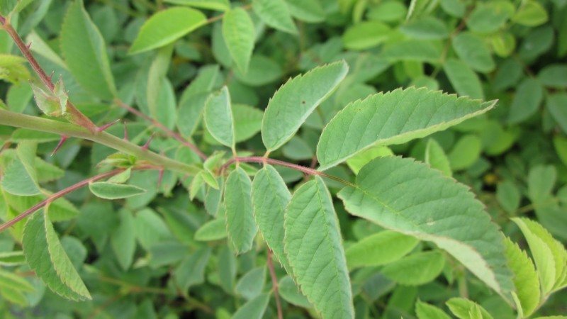 leaf that is pinnately compound with 5-7 toothed leaflets.