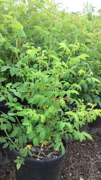 a young rose plant in a container, many light green compound leaves