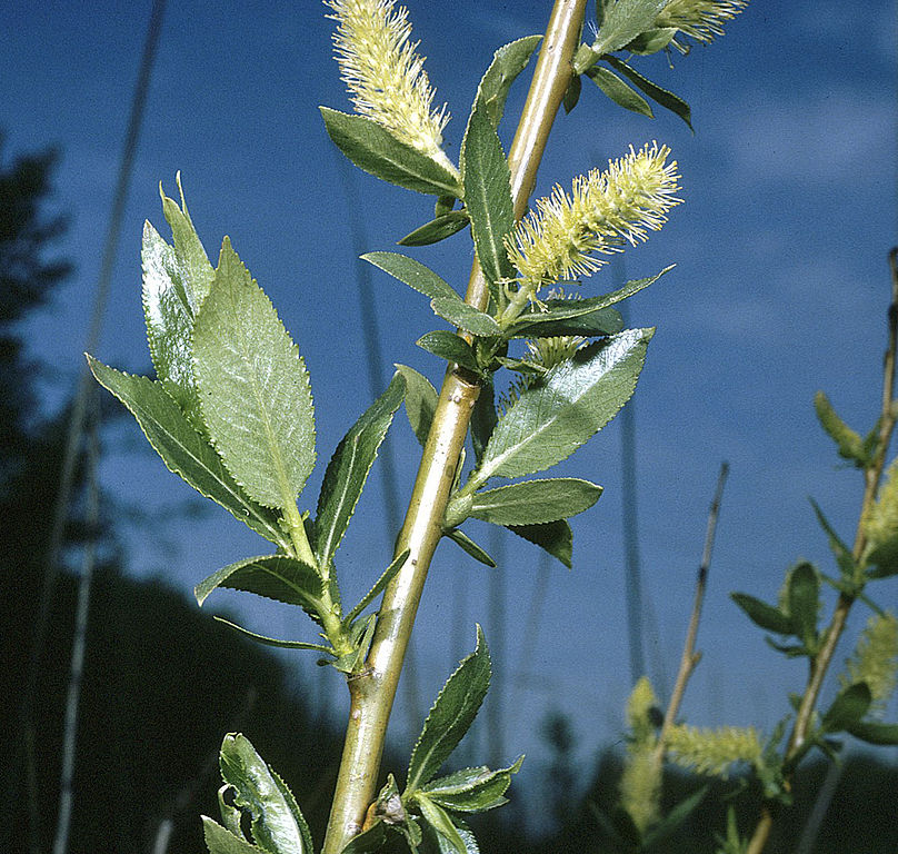 Pussy willow fuzzy catkins and lanceolate leaves. Leaves are shiny on top and matte on bottom