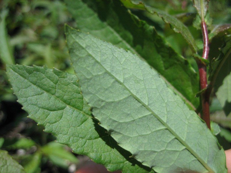 Front and back sides of willow leaves. Veins have depth, edges are serrate.