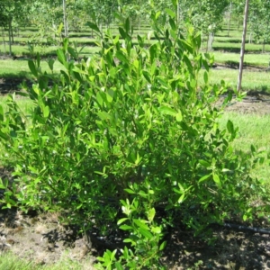 A shrubby multi-stemmed willow bush.