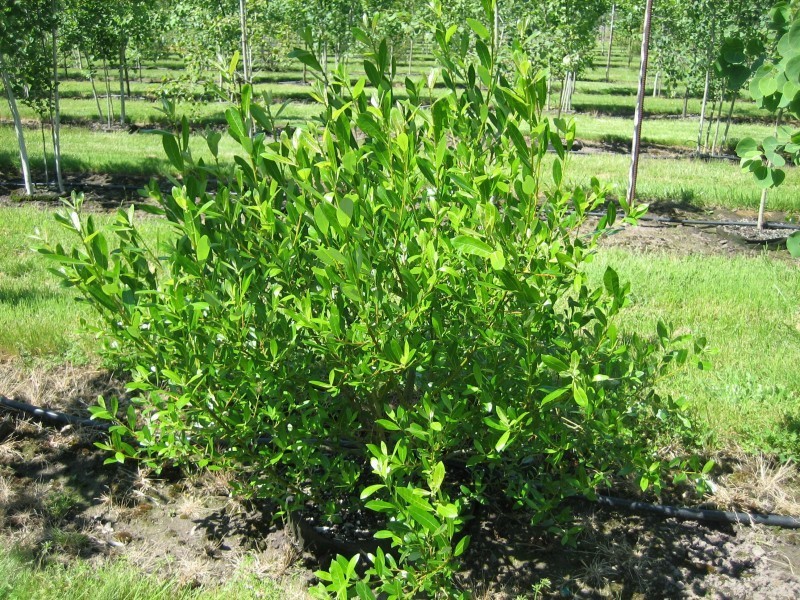 A shrubby multi-stemmed willow bush.