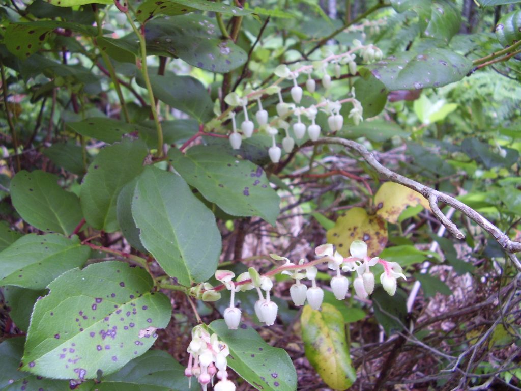 Rows of white dangling cup-like flowers over leather leaves