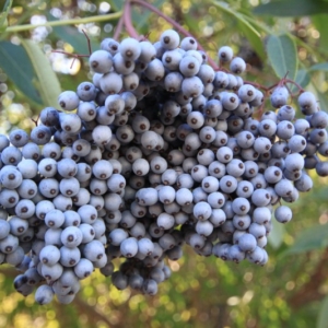 a cluster of many small blue fruits