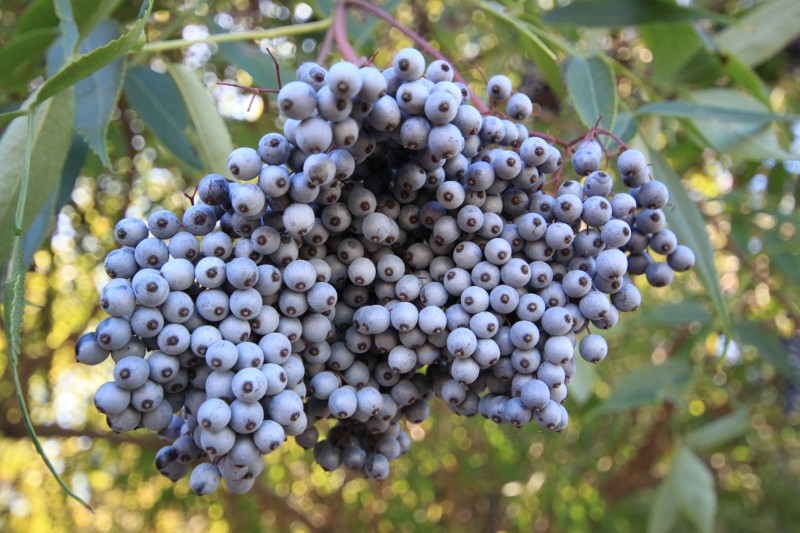 a cluster of many small blue fruits