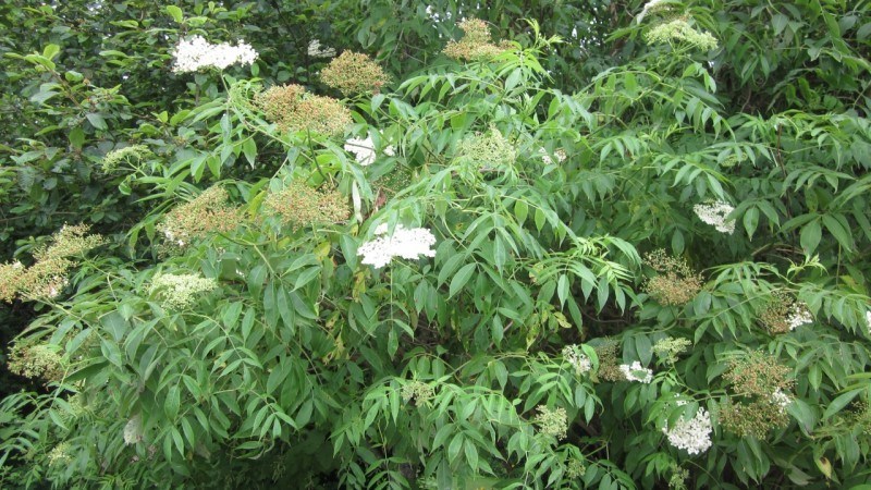 a shrub with compound leaves and white bunches of small flowers