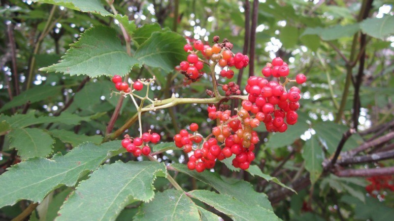 small red berries in a cluster