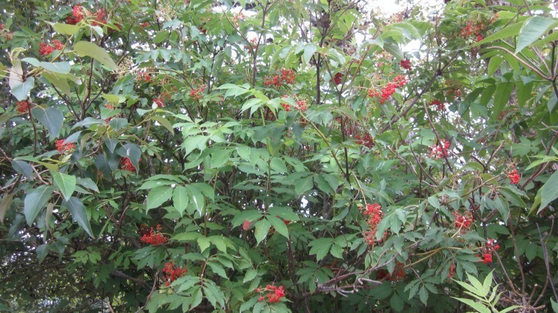 A shrub with compound leaves and clusters of small red berries