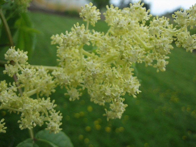 a cluster of small white starburst flowers