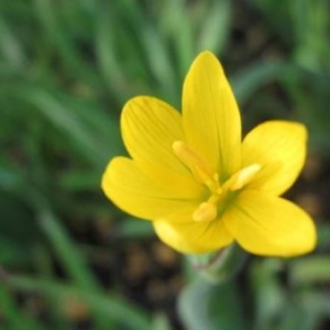 A small 6-petalled yellow flower.