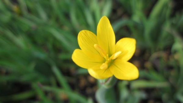 A small 6-petalled yellow flower.
