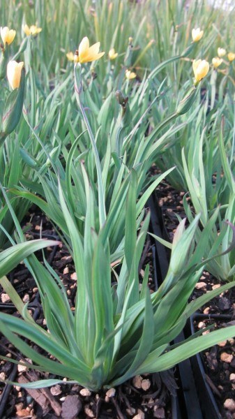 grass-like leaves are grayish green.