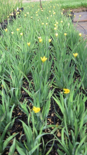 A row of golden-eyed grass, grasslike vegetations sprinkled with small yellow flowers.