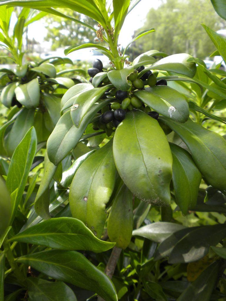 leaves are arranged in whorls with black fruits tucked in close to the stem