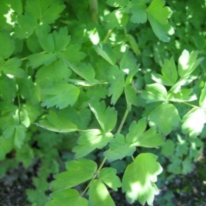 three-lobed leaves add interest to the shady woodland garden.
