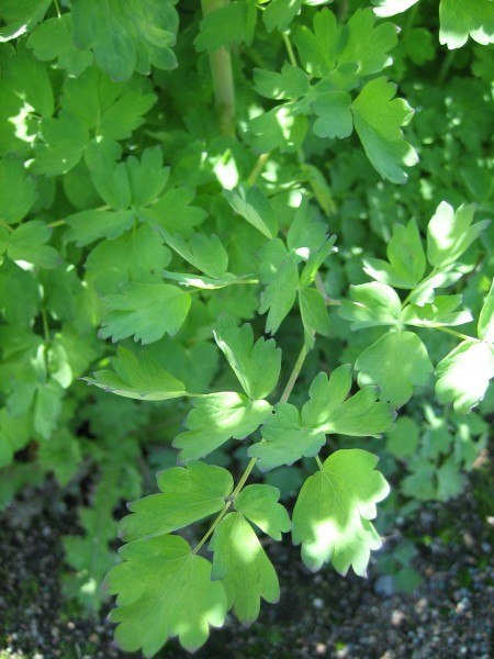 three-lobed leaves add interest to the shady woodland garden.