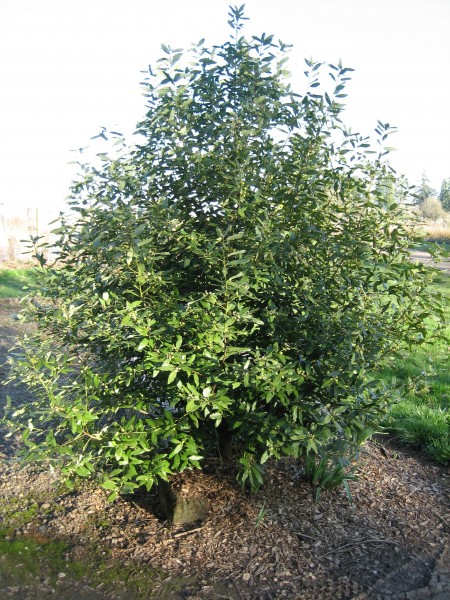 A shrubby evergreen plant with many leaves at all heights.