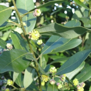 Leathery, smooth linear leaves and small ball-like spherical inflorescence clusters