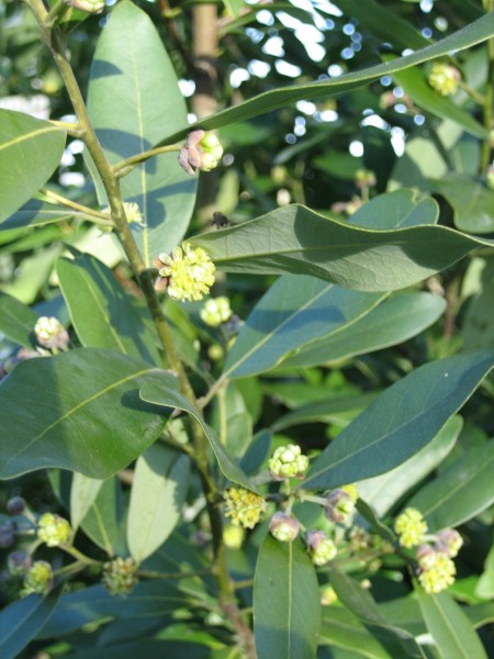 Leathery, smooth linear leaves and small ball-like spherical inflorescence clusters