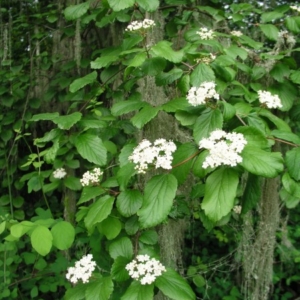 Elliptic leaves with longitudinal to arcuate venation, few woody stems, flowers in white clusters.