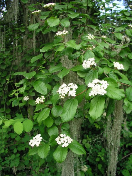 Elliptic leaves with longitudinal to arcuate venation, few woody stems, flowers in white clusters.