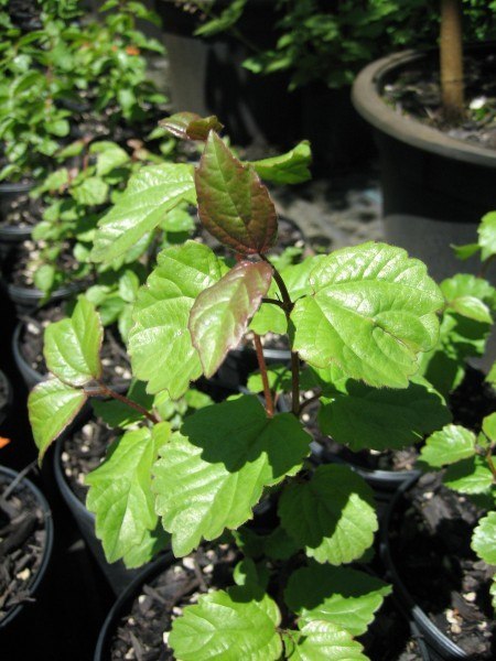 leaves of young viburnum are crenate, shiny, obtuse