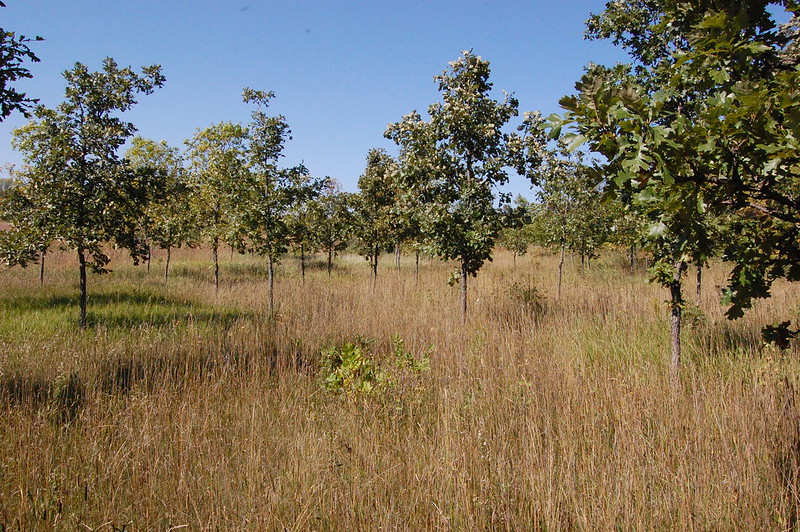 Oak savannah restoration site