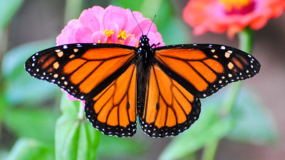 Bright orange monarch butterfly sitting on a pink flower