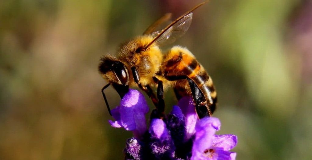 western bumble bee pollinating purple flower