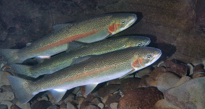 three steelhead trout floating in stream