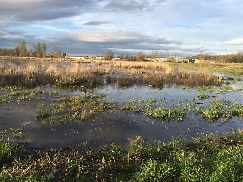 Wetland landscape habitat