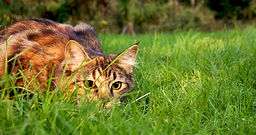 tabby cat stalking in grass