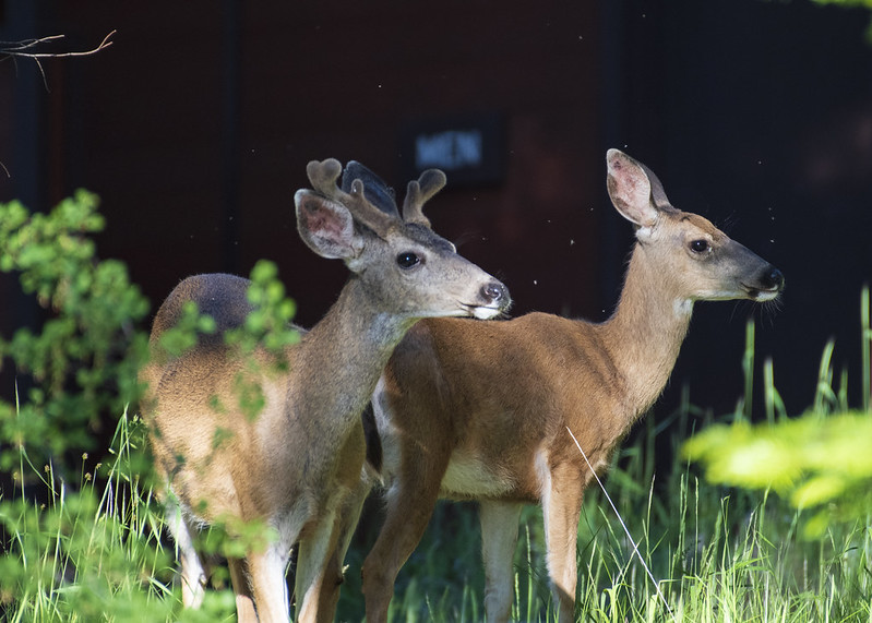 a young buck and doe white-tailed deer standing in tall grass