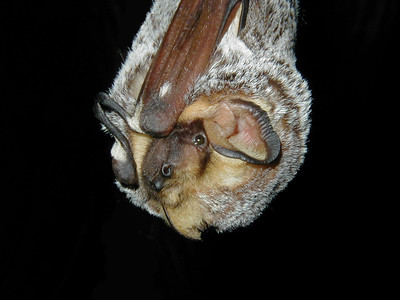 Hoary Bat upside down looking at the camera with black background