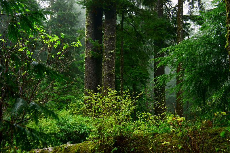 deciduous forest habitat with shrubbery understory