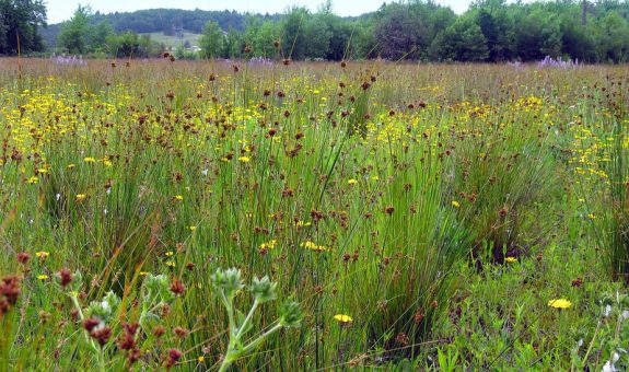 grassland habitat