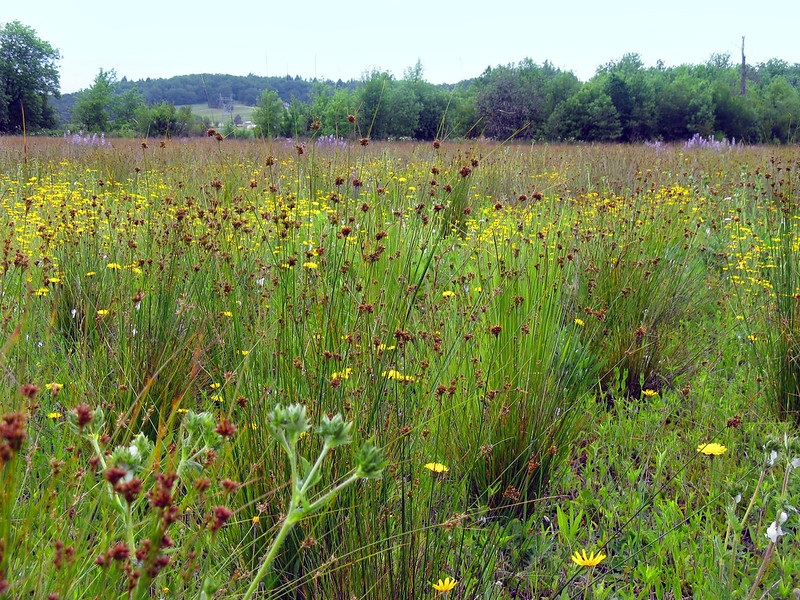 grassland habitat