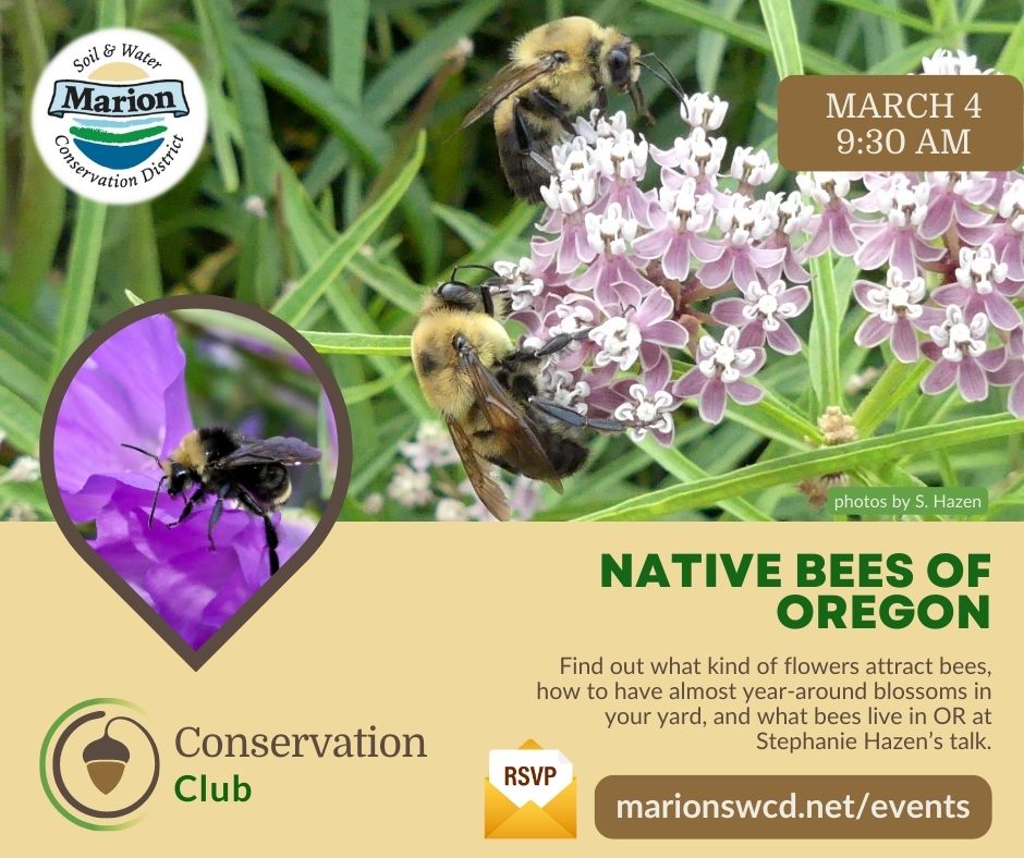 bees on flowers, the MSWCD logo, title Native Bees of Oregon, a short description of the program and a prompt to RSVP