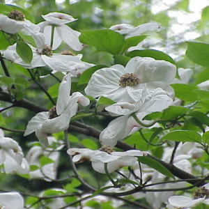 white dogwood flowers have four oversized white tepals surrounding a cluster of inconspicuous flowers; acuminate leaf shape.