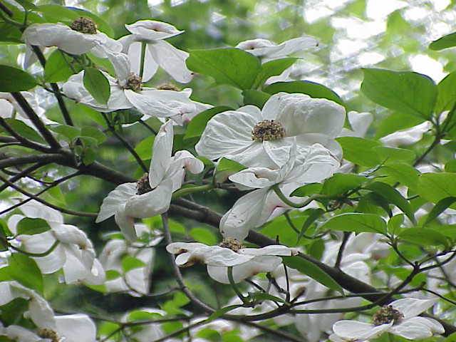 white dogwood flowers have four oversized white tepals surrounding a cluster of inconspicuous flowers; acuminate leaf shape.