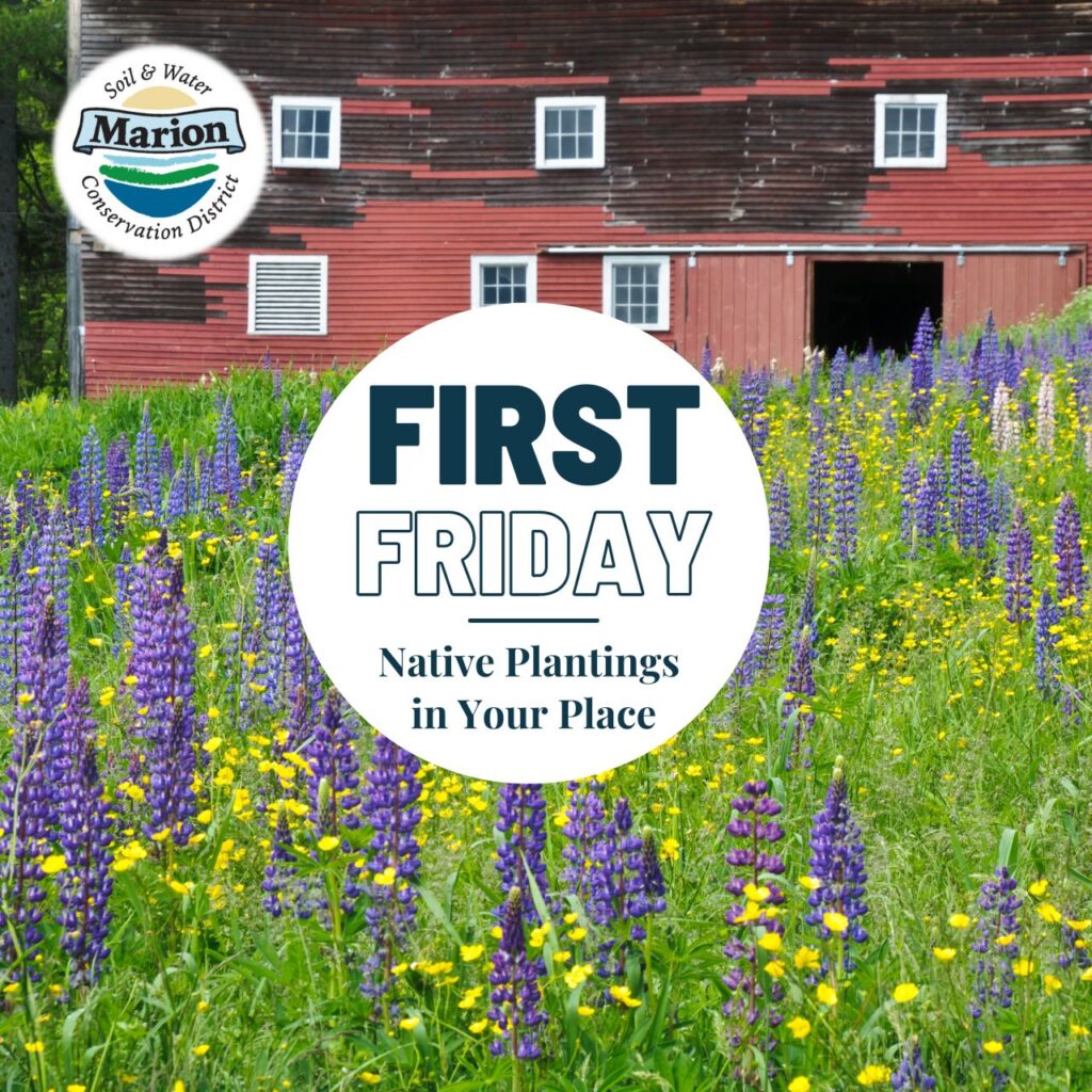 A graphic showing an old red barn in background with a field of purple lupine and yellow buttercups in foreground, MSWCD logo, and title, "First Friday: Native Plantings in Your Place"