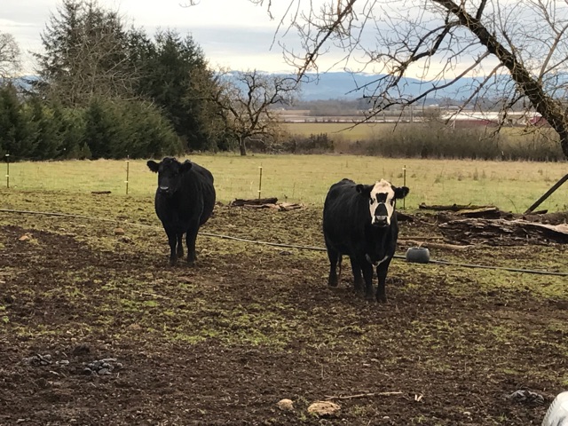 cows in muddy pasture