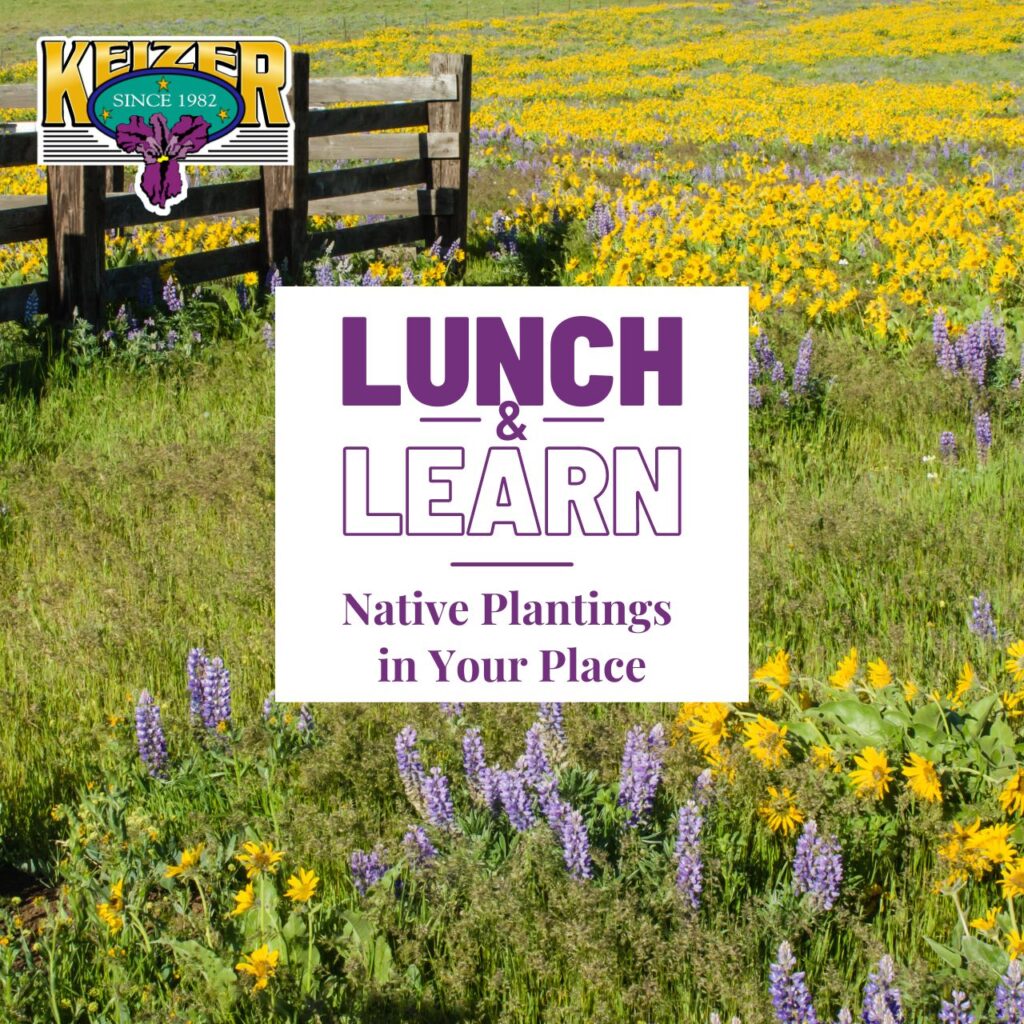 An image of a grassy field with yellow and purple flowers and the talk title "Native Plantings in Your Place."